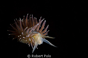 Red Flabellina by Robert Polo 